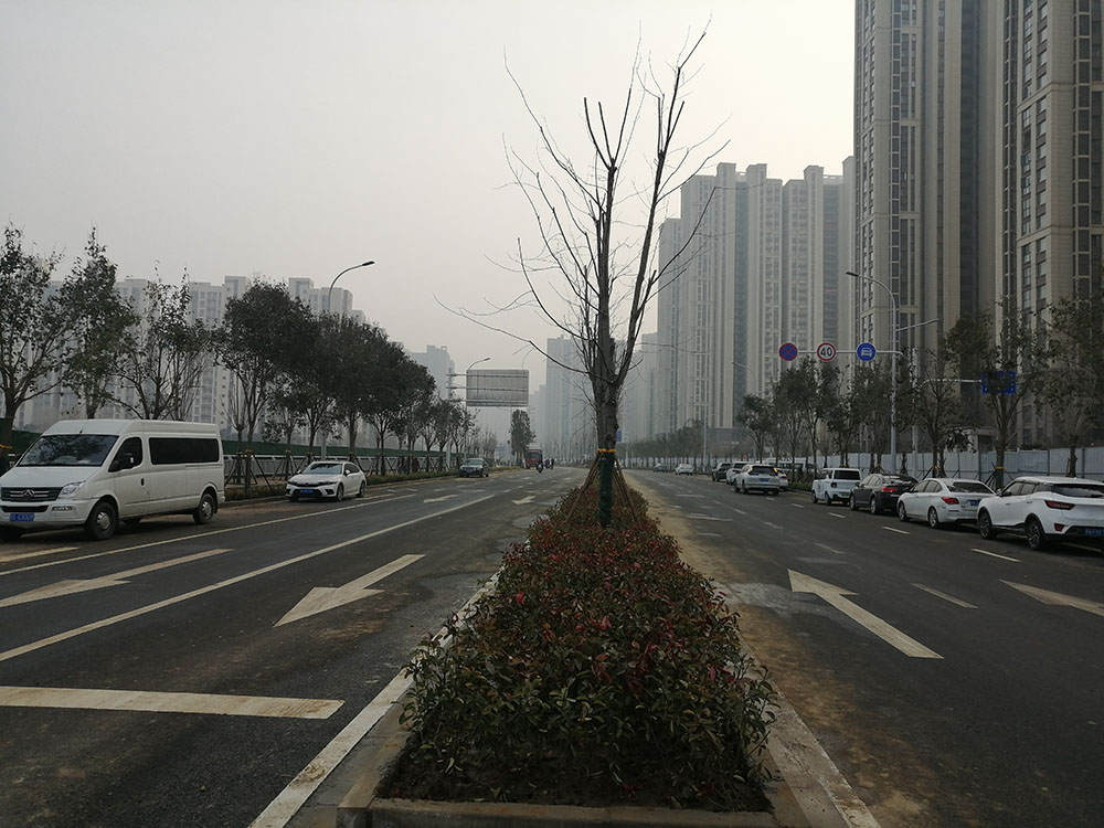 特事特辦、創(chuàng)造速度奇跡 --洛達(dá)路（中原路-穎河路）綠化工程完工